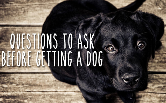 San Diego Dog Blog | Tips, Tricks, & More | Doggie Joggie Bloggie